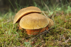 Suillellus luridus