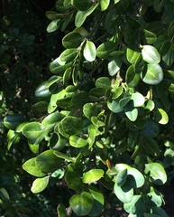 Buxus