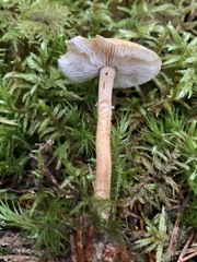 Cystoderma jasonis