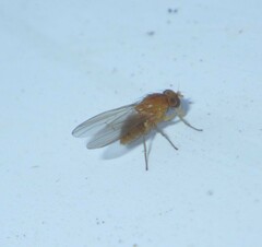 Brachycera