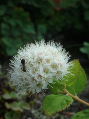 Spiraea beauverdiana