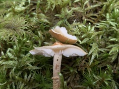 Cystoderma jasonis