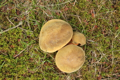 Suillellus luridus