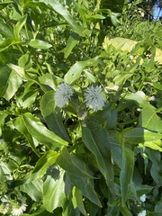 Gymnocoronis spilanthoides