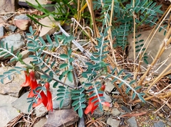 Lessertia frutescens