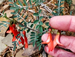 Lessertia frutescens