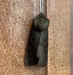 Aporophyla lutulenta