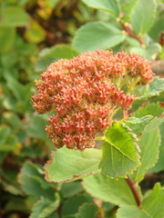 Spiraea beauverdiana
