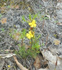 Hibbertia fasciculata