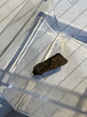 Aporophyla lutulenta
