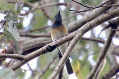 Myiagra cyanoleuca