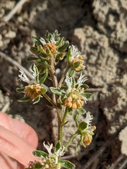 Reseda phyteuma