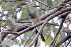 Myiagra cyanoleuca