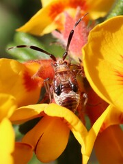 Heteroptera