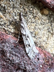 Eudonia angustea