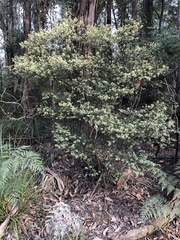 Pomaderris vacciniifolia