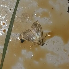 Udea lutealis