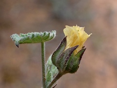 Abutilon fraseri