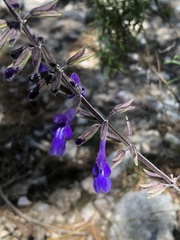 Salvia pennellii
