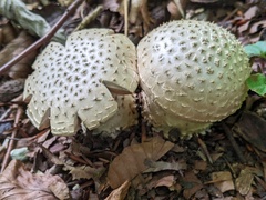 Amanita strobiliformis