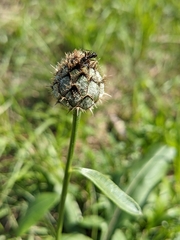 Centaurea scabiosa
