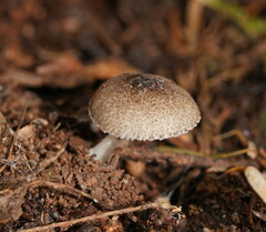 Verrucosporaceae