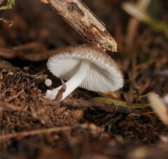 Verrucosporaceae