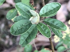 Pomaderris vacciniifolia