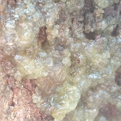 Myxarium nucleatum