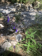 Salvia pennellii