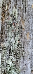 Cladonia transcendens
