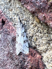 Eudonia angustea