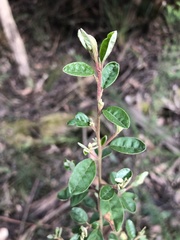 Pomaderris vacciniifolia
