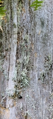 Cladonia transcendens