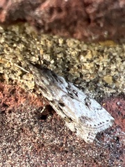 Eudonia angustea