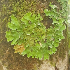 Lobariaceae
