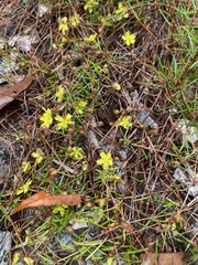 Hibbertia acicularis