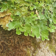 Lobariaceae