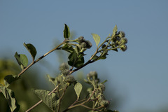 Arctium tomentosum
