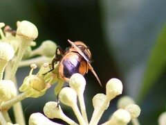 Phasia aurigera