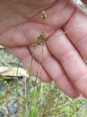 Juncus subsecundus