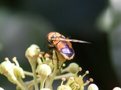 Phasia aurigera