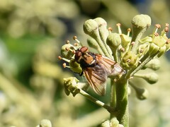 Phasia aurigera