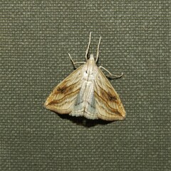 Evergestis forficalis