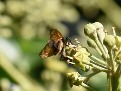Phasia aurigera