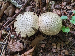 Amanita strobiliformis