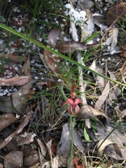 Caladenia cardiochila