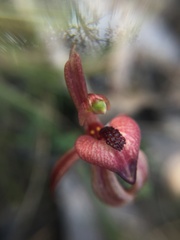 Caladenia cardiochila
