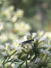 Tiphiinae