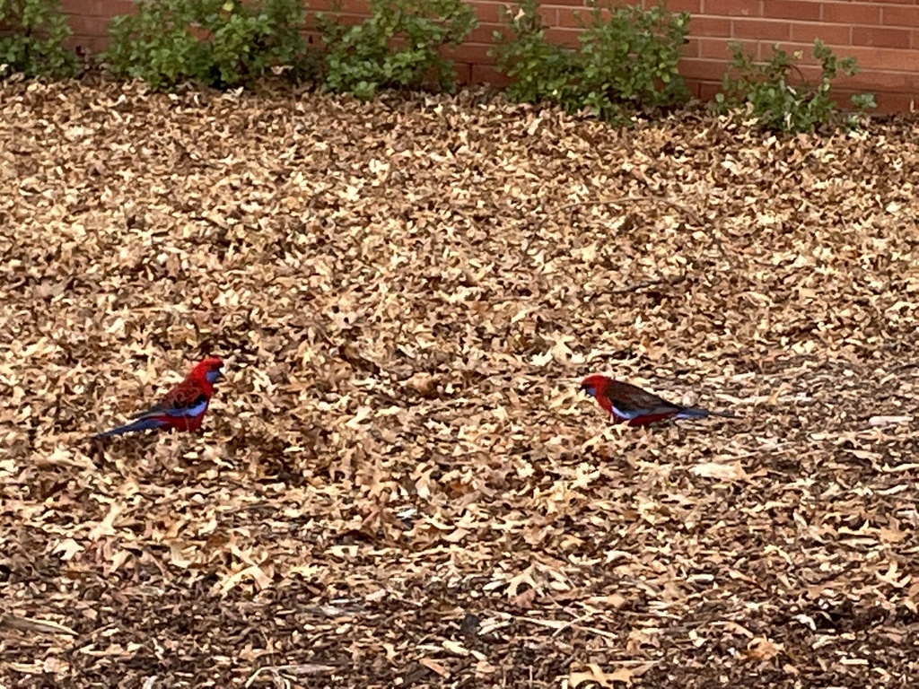 Crimson Rosella from Australian Sports Commission, Bruce, ACT, AU on ...